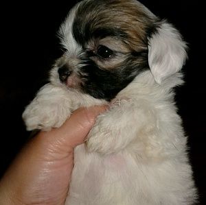 Meet your Posher, Crystal